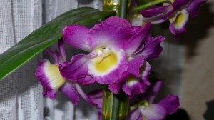 lila dendrobium virág