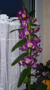 lila Dendrobium