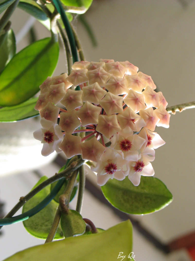 hoya Hoya carnosa