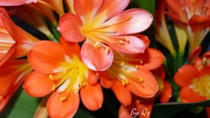 klivia-kozeli klivia-kozeli