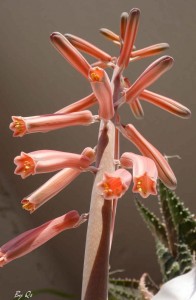 v02 A virágok közelebbről