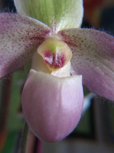 teljes szépségében